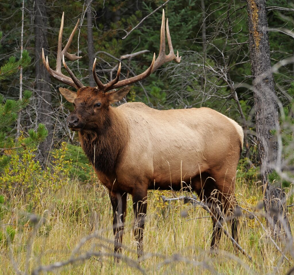Elk (Wapiti)