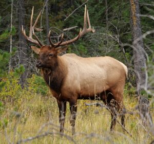 Elk (Wapiti)