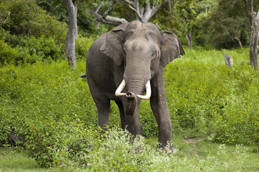Asian Elephants: How to Choose an Ethical Elephant Experience