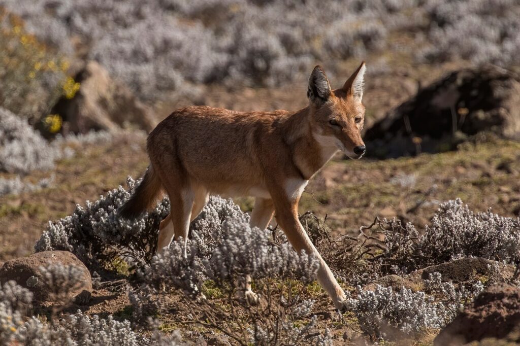 Simien and Bale Mountains: Geladas and Ethiopian Wolves