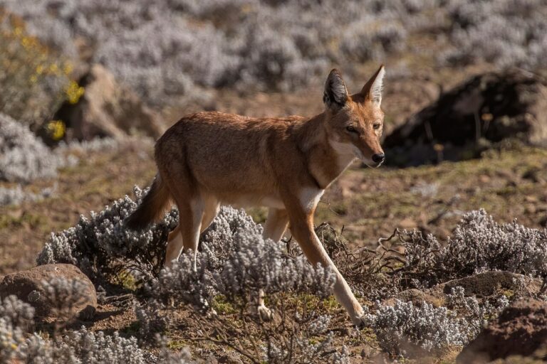 Simien and Bale Mountains: Geladas and Ethiopian Wolves