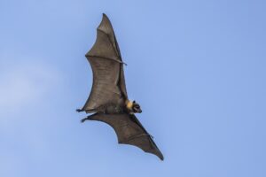 Flying Fox (Fruit Bat)