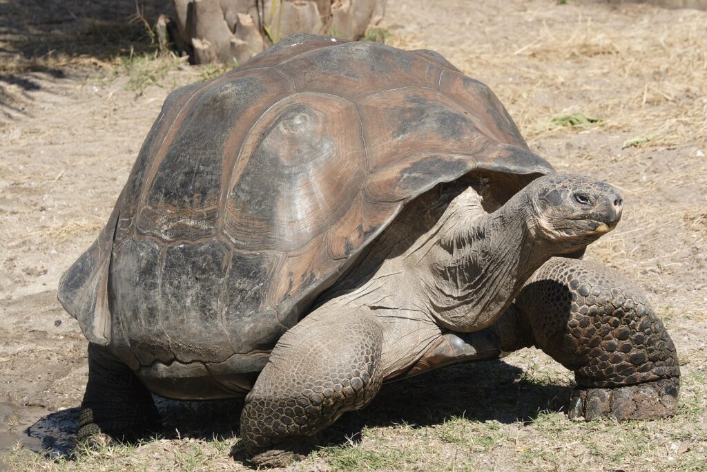 Galápagos Giant Tortoise
