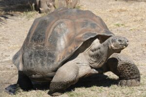 Galápagos Giant Tortoise