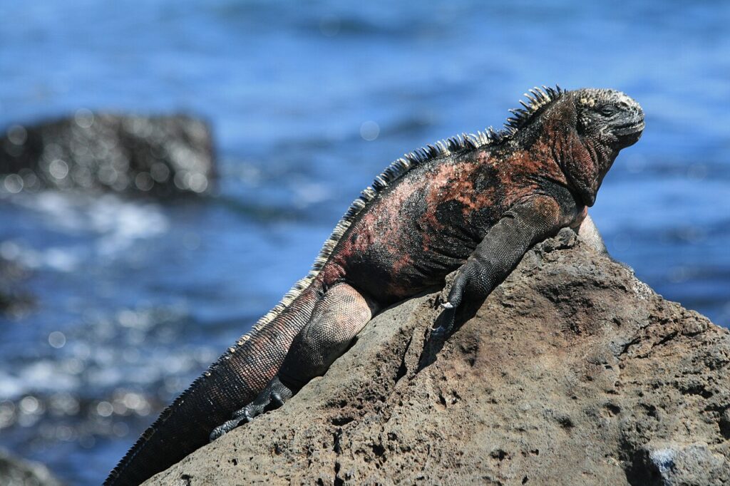 Galápagos Islands Wildlife Guide