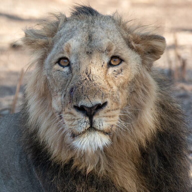 Gir National Park: The Last Asiatic Lions