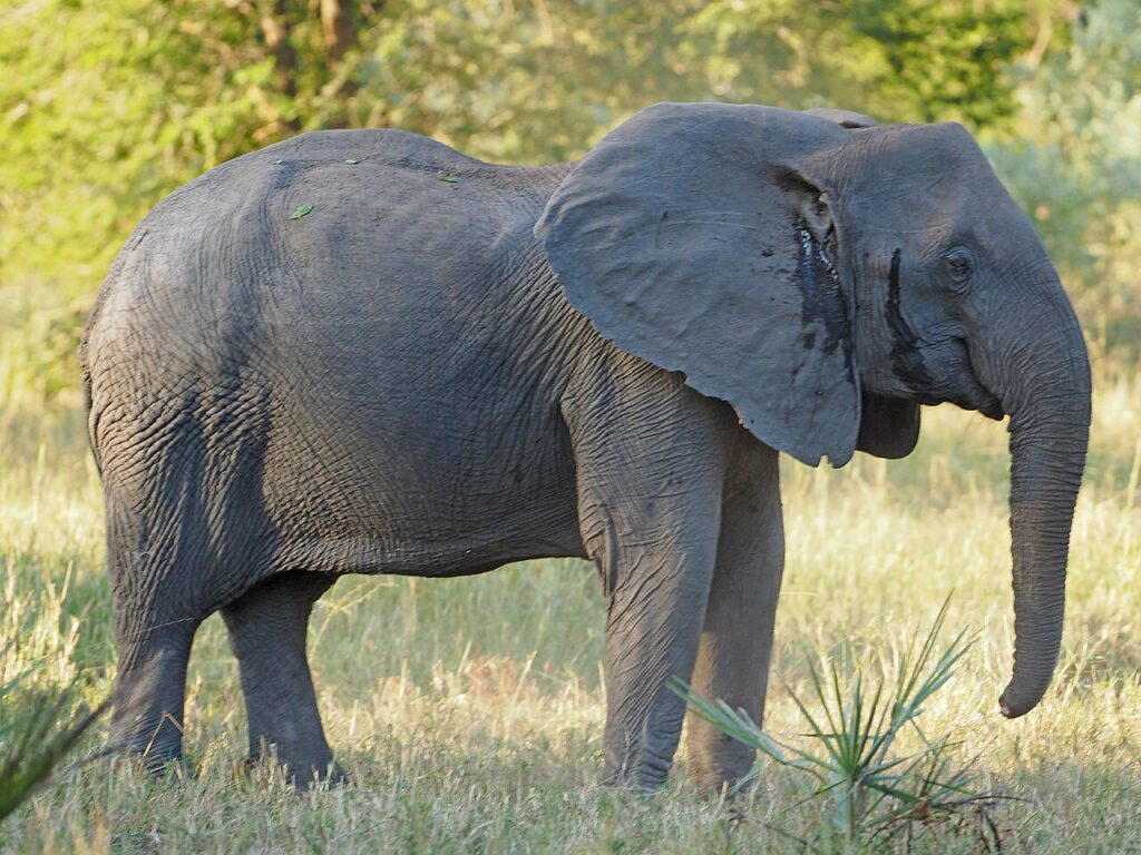 Gorongosa National Park: Africa's Great Restoration Story
