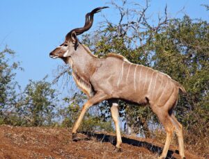 Greater Kudu