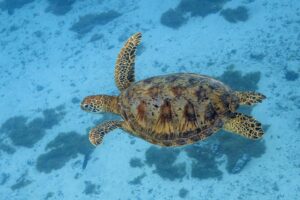 Green Sea Turtle
