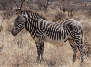 Grevy's Zebra