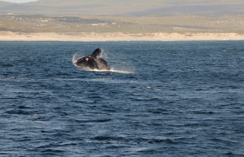Whale Watching in Hermanus: When and Where
