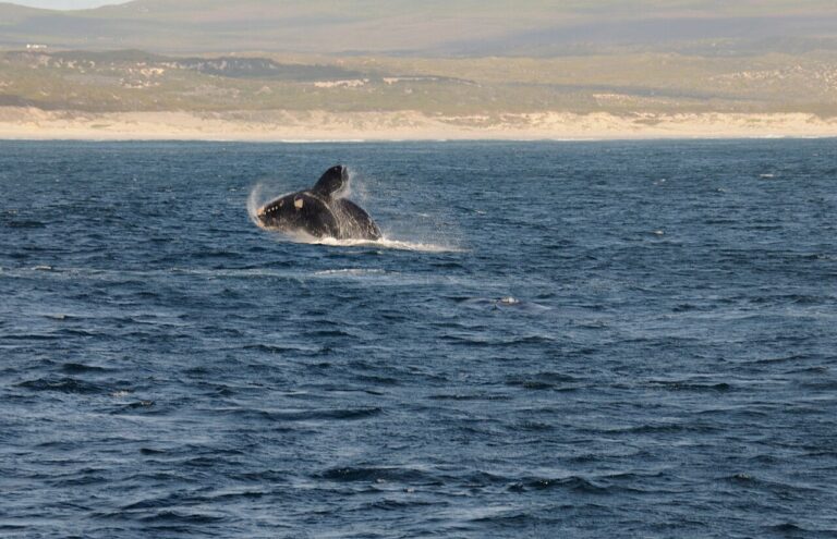 Whale Watching in Hermanus: When and Where