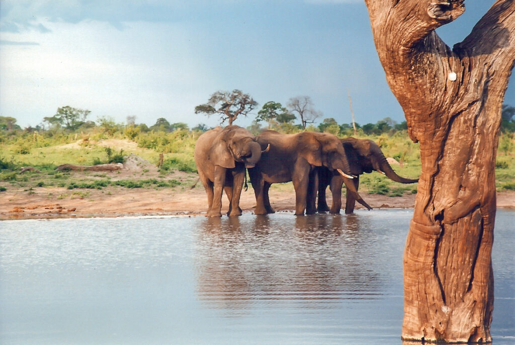 Hwange National Park Guide