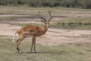 Impala