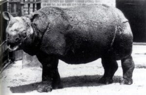 Javan Rhinoceros