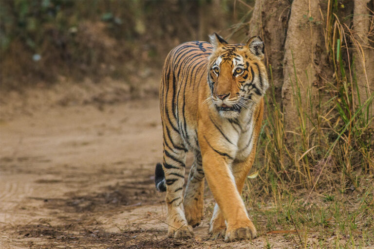 Jim Corbett National Park Guide