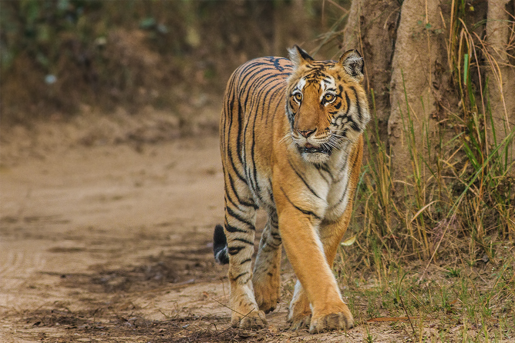 Jim Corbett National Park Guide