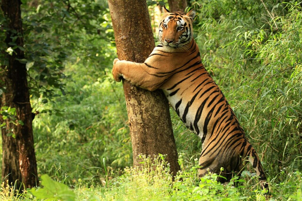 Kanha National Park: Tigers, Barasingha and Sal Forests