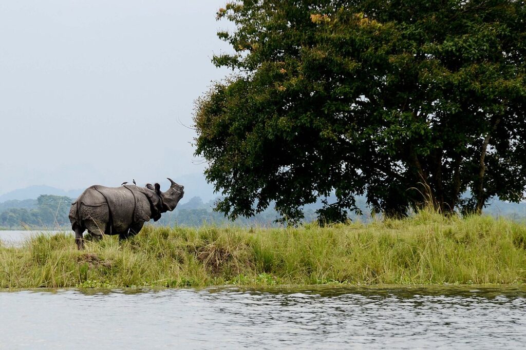 Kaziranga National Park Guide: One-Horned Rhinos, Tigers and Elephants