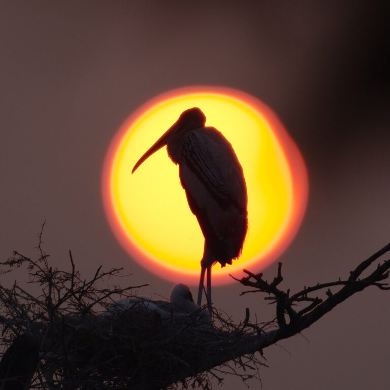 Keoladeo (Bharatpur) Bird Sanctuary Guide