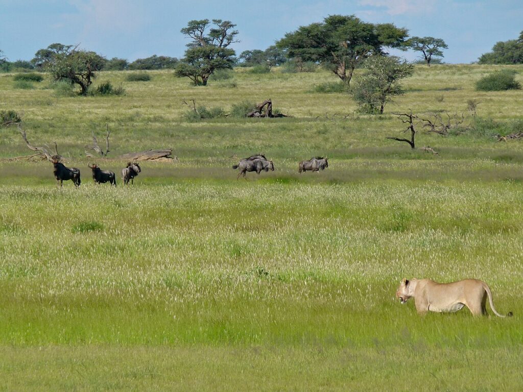 Kgalagadi Transfrontier Park: Black-maned Lions of the Kalahari