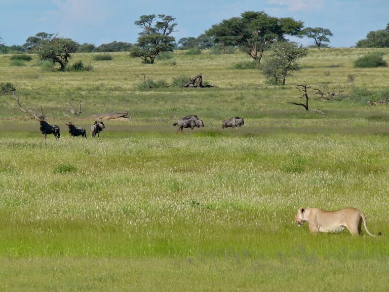 Kgalagadi Transfrontier Park: Black-maned Lions of the Kalahari