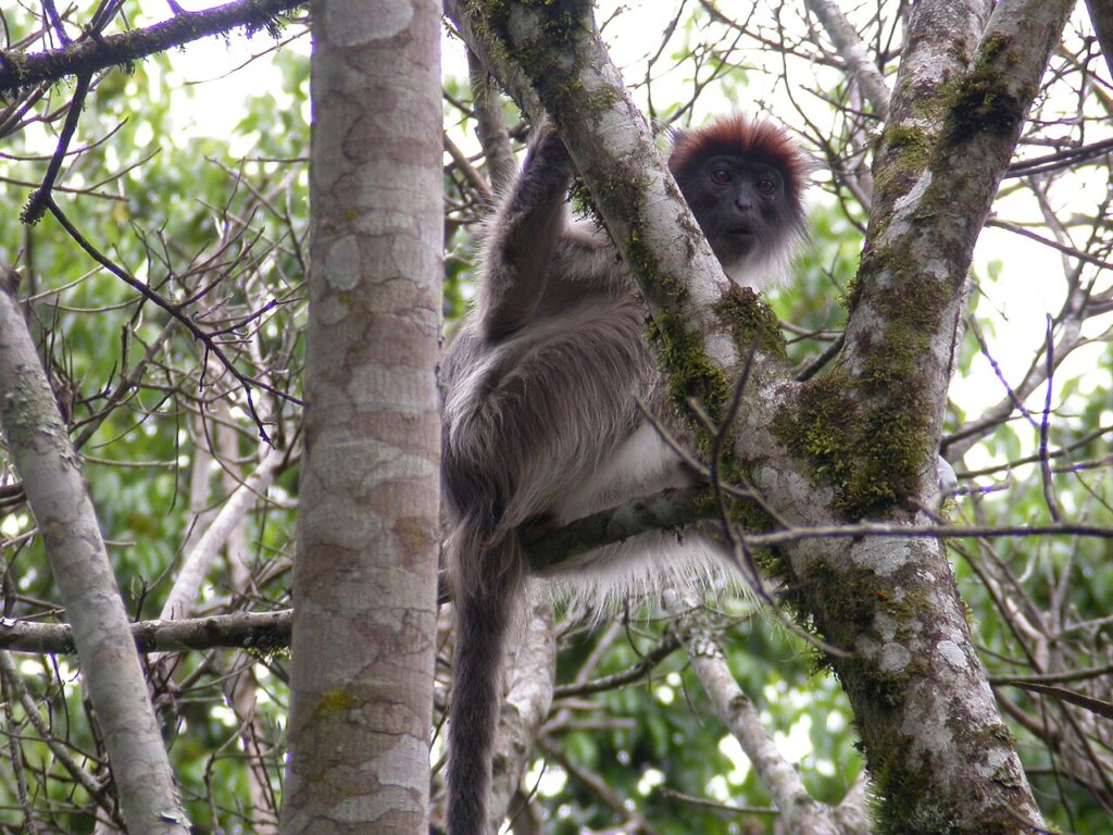 Kibale Forest Chimpanzee Trekking Guide