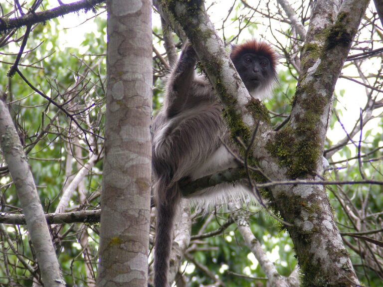 Kibale Forest Chimpanzee Trekking Guide