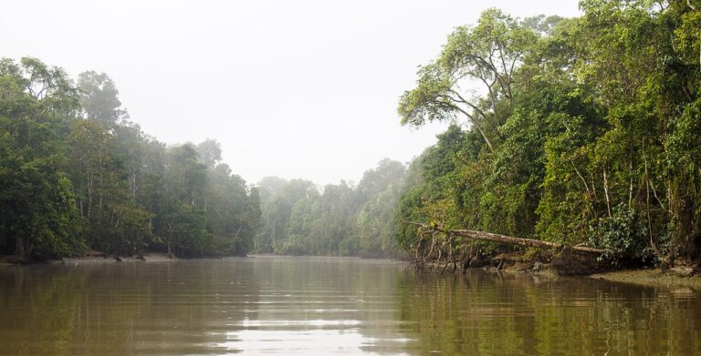 Kinabatangan River Cruise Guide