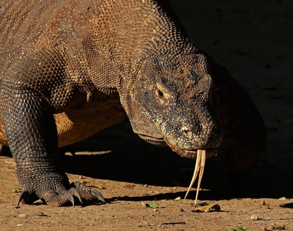 Komodo National Park Guide: Dragons, Diving and Island Hopping