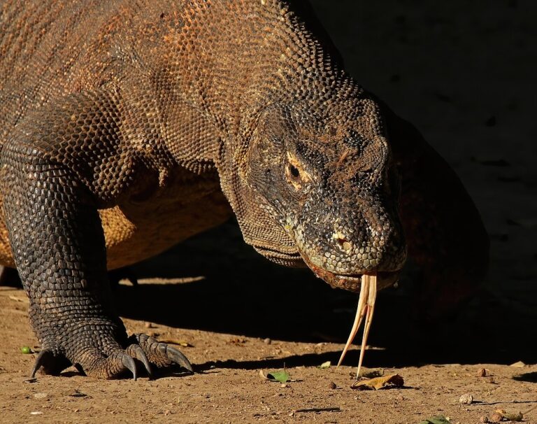 Komodo National Park Guide: Dragons, Diving and Island Hopping