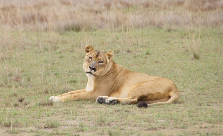 Liuwa Plain: Africa's Second-largest Wildebeest Migration