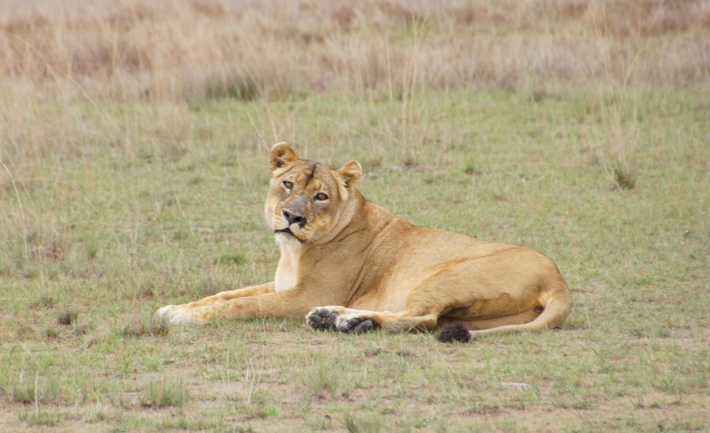 Liuwa Plain: Africa's Second-largest Wildebeest Migration