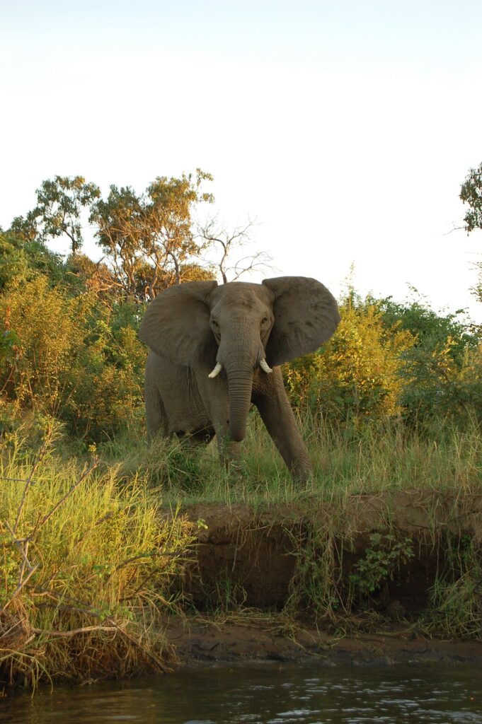 Lower Zambezi Canoe Safaris