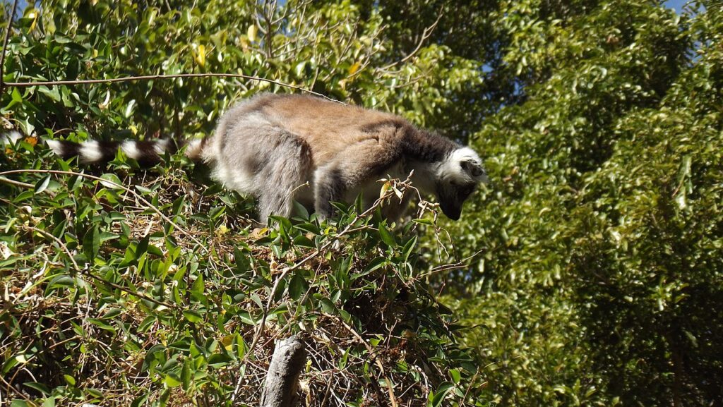 Madagascar Wildlife Guide: Lemurs, Chameleons and the Best Parks