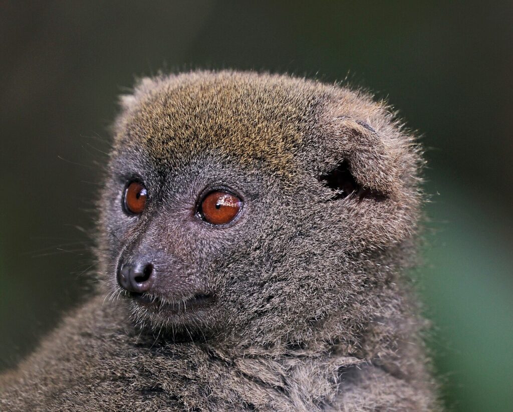 Ranomafana and Isalo: A Madagascar Wildlife Itinerary
