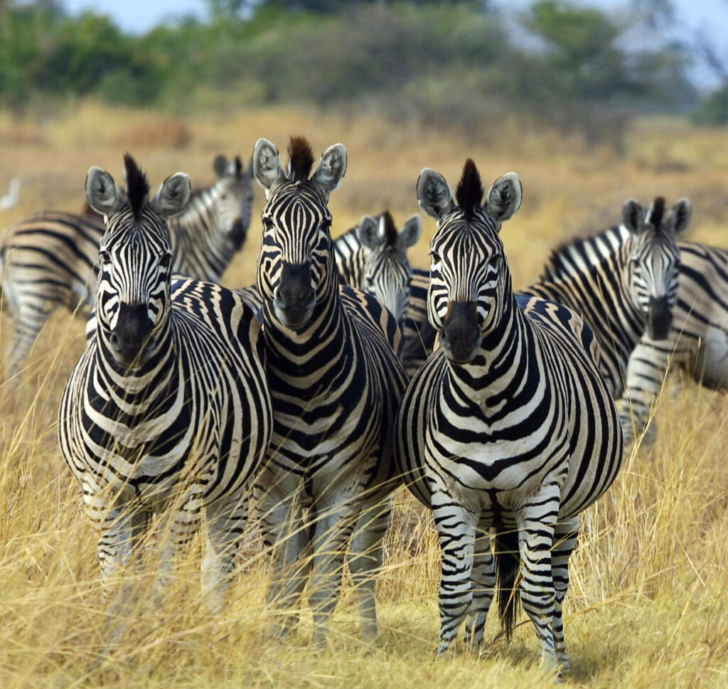Makgadikgadi Pans and the Zebra Migration