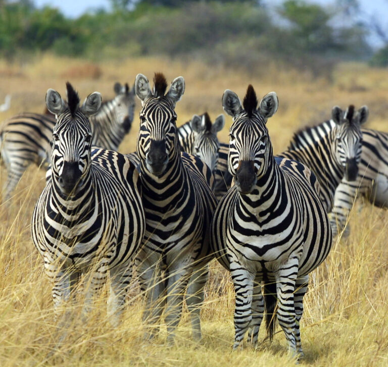 Makgadikgadi Pans and the Zebra Migration