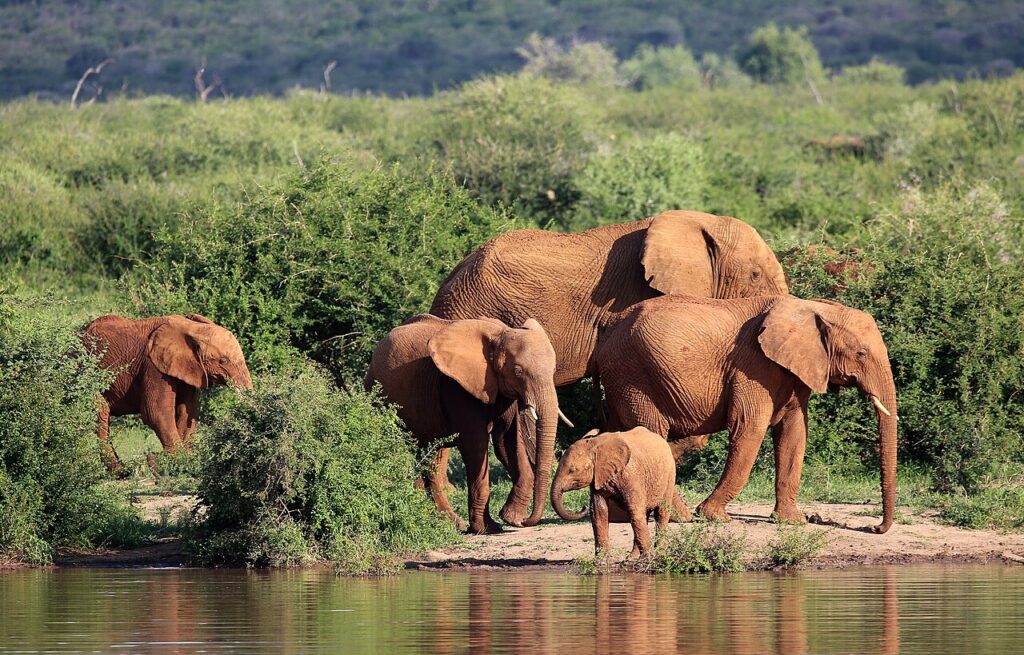 Madikwe and Pilanesberg: Malaria-free Safaris in South Africa
