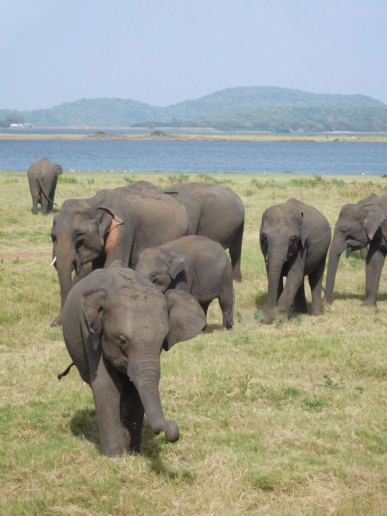 The Elephant Gathering at Minneriya and Kaudulla