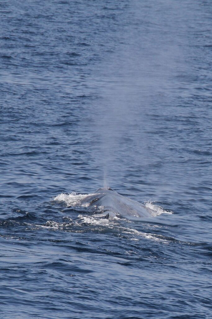 Blue Whale Watching in Mirissa
