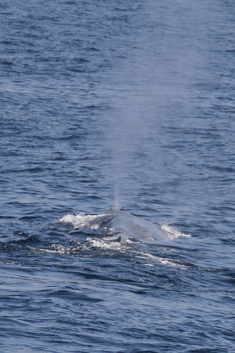 Blue Whale Watching in Mirissa