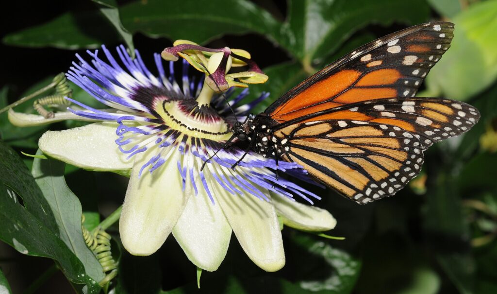 Monarch Butterfly