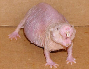 Naked Mole-rat