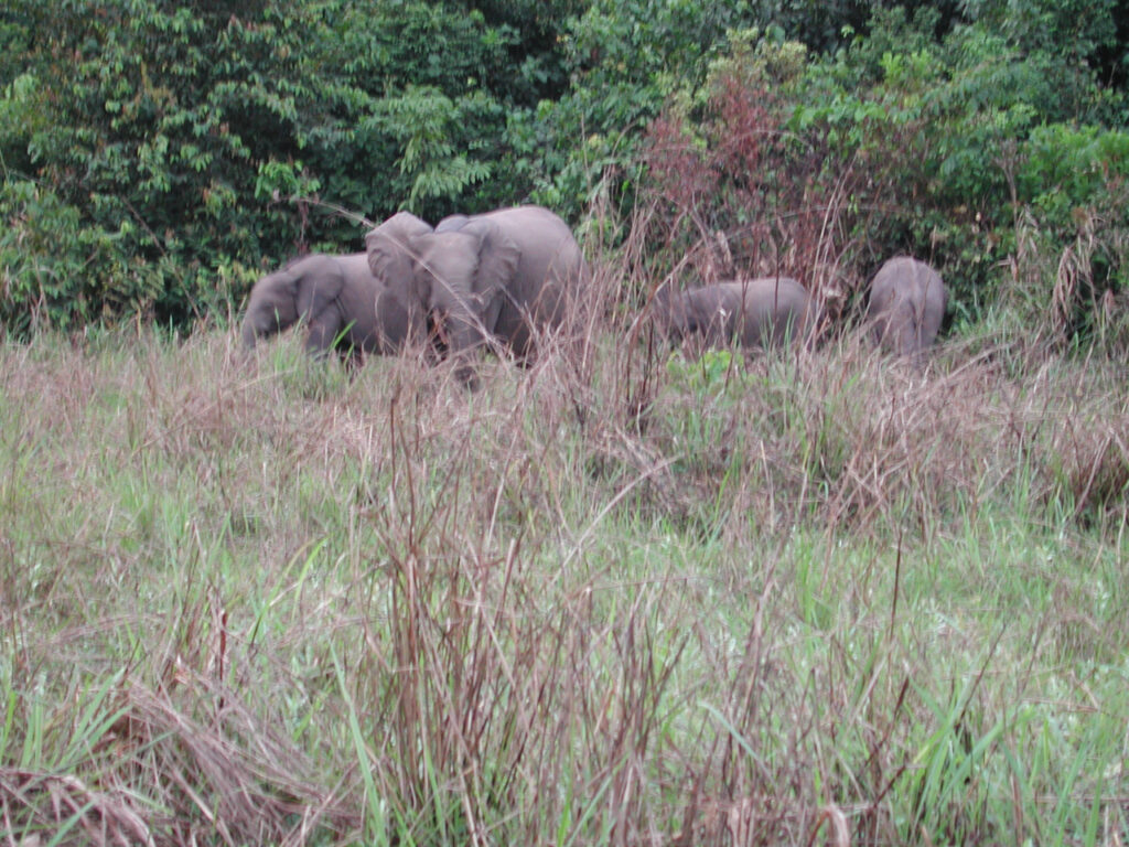 Odzala-Kokoua: Western Lowland Gorillas in the Congo Basin