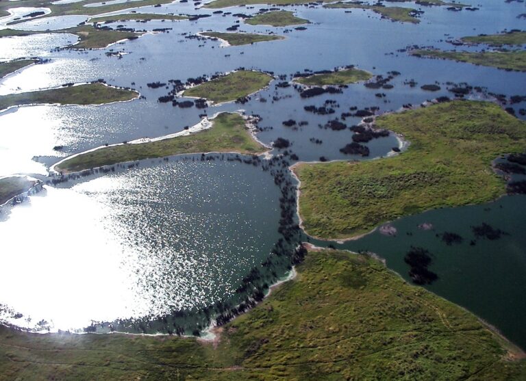 Pantanal Jaguar Safari: The Best Place on Earth to See Wild Jaguars
