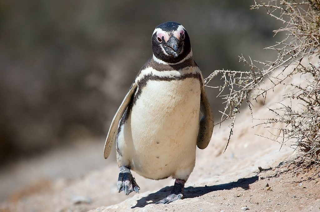 Península Valdés: Whales, Orcas and Penguins