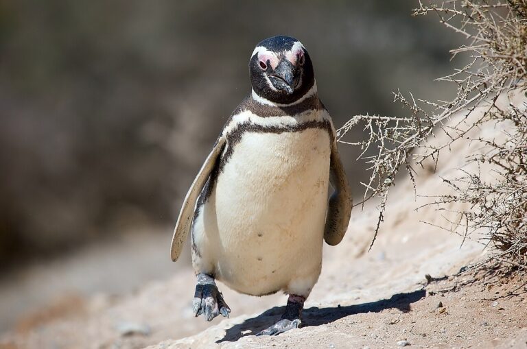 Península Valdés: Whales, Orcas and Penguins