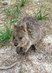 Quokka