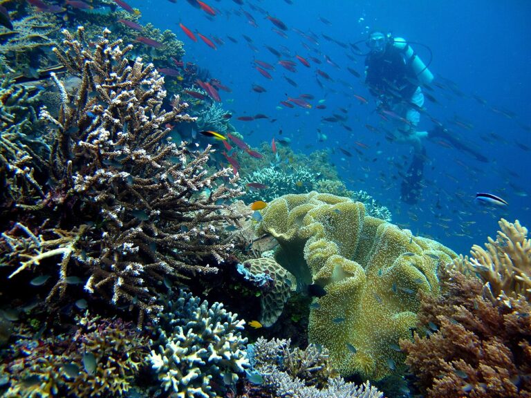 Raja Ampat: Diving the Heart of the Coral Triangle